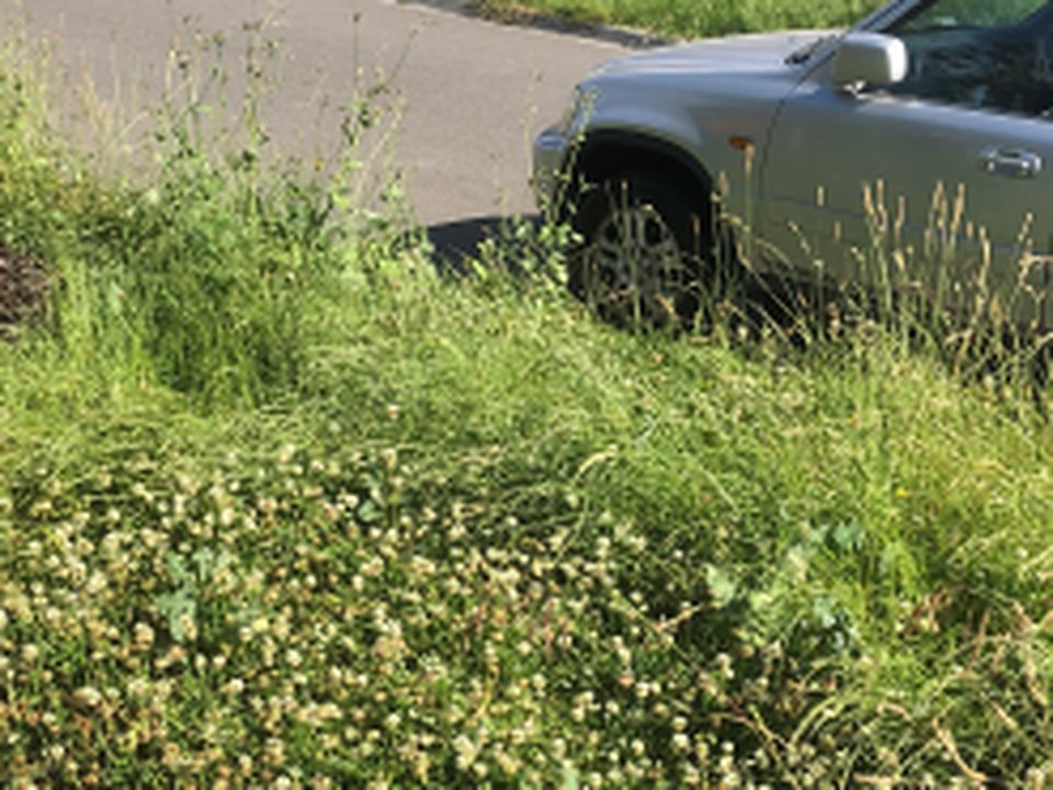 Before: front verge
